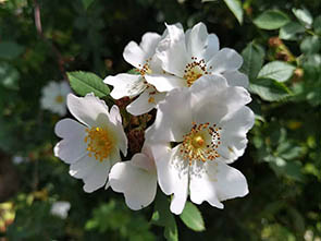 Rosa canina